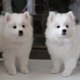 Peach Girl - White female American Eskimo Dog puppy in Parker, Colorado from Kaydells Eskies