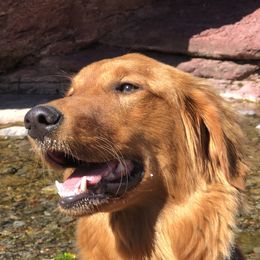 Mae - Golden Retriever