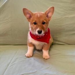 Girl 1 - Red female Pembroke Welsh Corgi puppy in Pikeville, Tennessee from Rock Solid Ranch