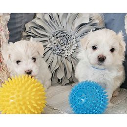 Maltese puppies from Fluff Town Puppies, LLC