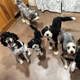 Bernedoodle All Grown Up from Big Sky Bernedoodles