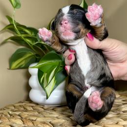 Girl 2 - female Bernedoodle puppy in Highland, Utah from Angel Pups Deluxe