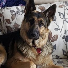 Mira - German Shepherd