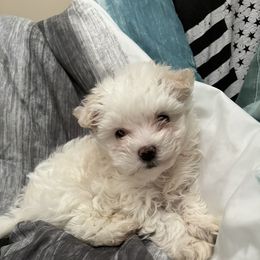 Maltese Puppies from Alisa’s Maltese