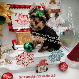 Pumpkin - Black and tan female Yorkshire Terrier puppy in Charlotte, North Carolina from Queen City Yorkies