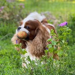 Ursus - Cavalier King Charles Spaniel