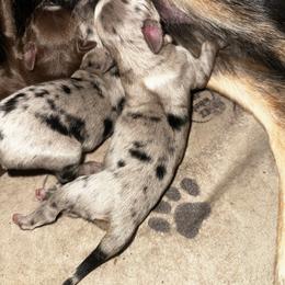 Kiara - Blue merle female Miniature Australian Shepherd puppy in Asheboro, North Carolina from Stellar Aussies
