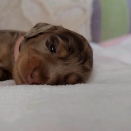 Sassie - Dapple female Dachshund puppy in Summerfield, Florida from Dachshundly Perfect
