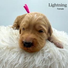 Lightning - Apricot female Goldendoodle puppy in Sunman, Indiana from Brunsman Country Doodles LLC