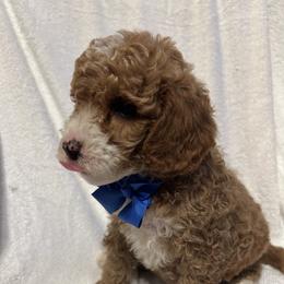 Bambino - Red  male Goldendoodle puppy in Mint Hill, North Carolina from DoodleForever