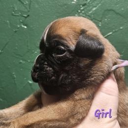 Purple - Fawn female Boxer puppy in Johnson City, Tennessee from Seven Kingdom Boxers