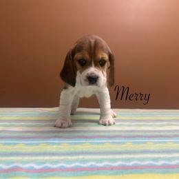 Merry - Black tan and white female Beagle puppy in St. Cloud, Minnesota from Beagle Blessings