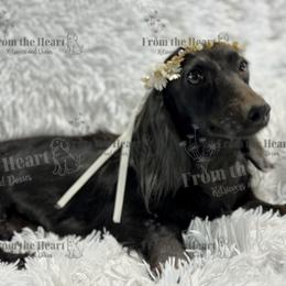 Hope - Dachshund