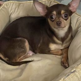 Ms Lily - Chihuahua