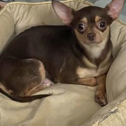 Ms Lily - Chihuahua