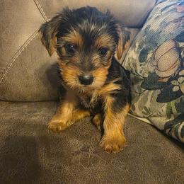 Romeo ( White) - Black and tan male Yorkshire Terrier puppy in Fayetteville, Tennessee from Mina's Yorkies