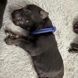 Blue Male - Bi-color male German Shepherd puppy in Saratoga Springs, Utah from Vom Stille Teufelshunde Kennels