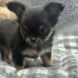Boy 2 - male Chihuahua puppy in Summerfield, Florida from Impeccable Chihuahuas- Boutique & Ethical Breeder for the educated & discriminating ONLY.  My Impeccable owners have standards.