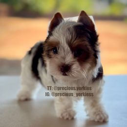 Female puppy - Parti female Yorkshire Terrier puppy in San Jose, California from Precious Yorkies