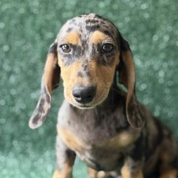 Hendrix - Dapple male Dachshund puppy in Pflugerville, Texas from Dream A Dream Dachshunds