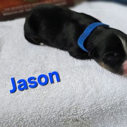 Jason - Black tri-color male Australian Shepherd puppy in Smithfield, Utah from Invictus Farms