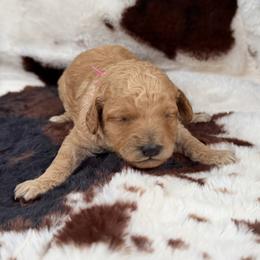 Poodle Puppies from Falling star poodles