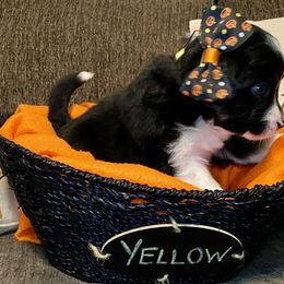 Miniature Australian Shepherd Puppies from Arch Hill Mini Aussies