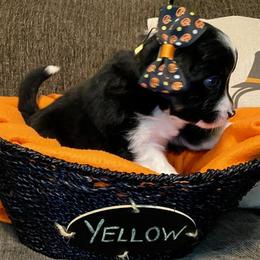 Miniature Australian Shepherd Puppies from Arch Hill Mini Aussies
