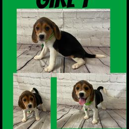 Girl 1 - Black tan and redtick female Beagle puppy in Hollister, California from 831 Beagles