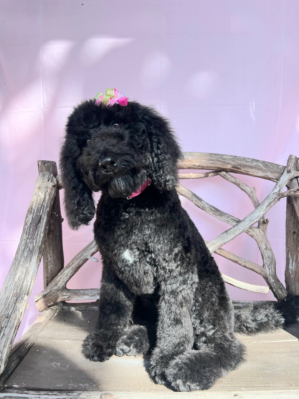 BROOKLYN - Black Labradoodle puppy in Florida from 7 Puppies