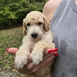 Bushes bean - White male Poodle puppy in Winston Salem, North Carolina from Conundrums Kennels