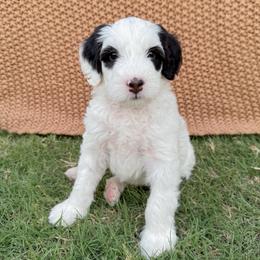 Moony - Tri-color male Bernedoodle puppy in Apache Junction, Arizona from Coffey House Doodles