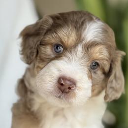 Aussiedoodles, Bernedoodles, and Sheepadoodles from Native Doodles