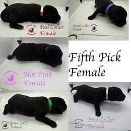 Fifth Pick Female - Black female Labrador Retriever puppy in Greater Houston Area, Texas from Coram Deo Retrievers