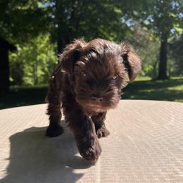 Miniature Schnauzer puppies from Heritage miniature schnauzers