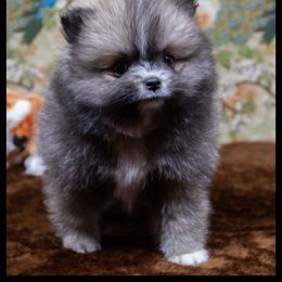 Pomeranian Puppies from Port Bee Pomeranian’s