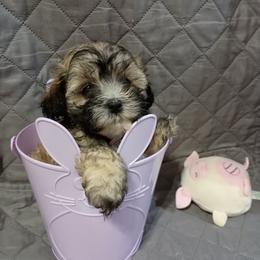 Laverne - Phantom female Maltipoo puppy in Walterboro, South Carolina from Puddlejumpers