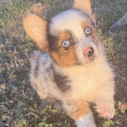 Merle female - Blue merle and white female American Corgi puppy in Carthage, Texas from Rafter C Ranch Doxies