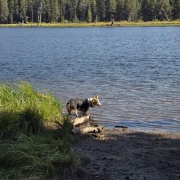 Pembroke Welsh Corgi Puppies from Triple M Ranch Corgi's