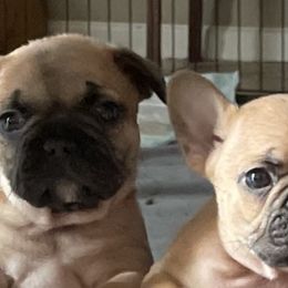 French Bulldogs from De-Jon Frenchies