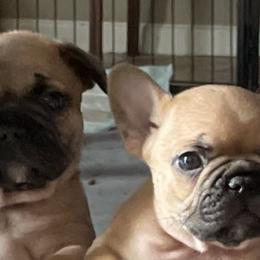 French Bulldogs from De-Jon Frenchies