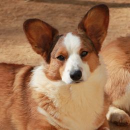 Butter - Cardigan Welsh Corgi