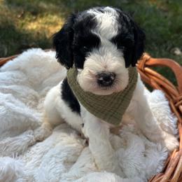 Pa - Parti male Goldendoodle puppy in Cherryville, North Carolina from Mercy Doodles