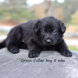 Green Collar - Black male German Shepherd puppy in Elkmont, Alabama from Oakmont Shepherds