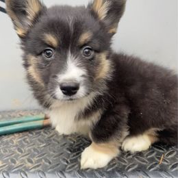 Shock - Black and white male American Corgi puppy in Grants Pass, Oregon from KnR Antler Dogs