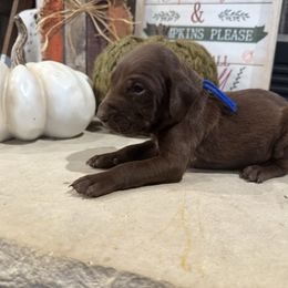 Blue - Liver male German Shorthaired Pointer puppy in Huntington, Texas from B&B GSP’S