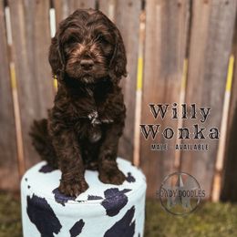 Willy Wonka - Chocolate male Labradoodle puppy in Elizabeth City, North Carolina from Howdy Doodles