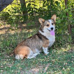 Salsa - Pembroke Welsh Corgi