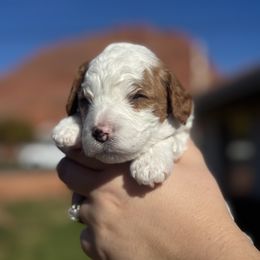 Boy 2 - Blenheim male Cavapoo puppy in Ivins, Utah from Taylia's Cavapoos