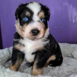Remi3Boy3- BMM,Long,AKC,OFAs,Genetics - Blue merle male Australian Shepherd puppy in South Hill, Virginia from Silverside Aussies LLC